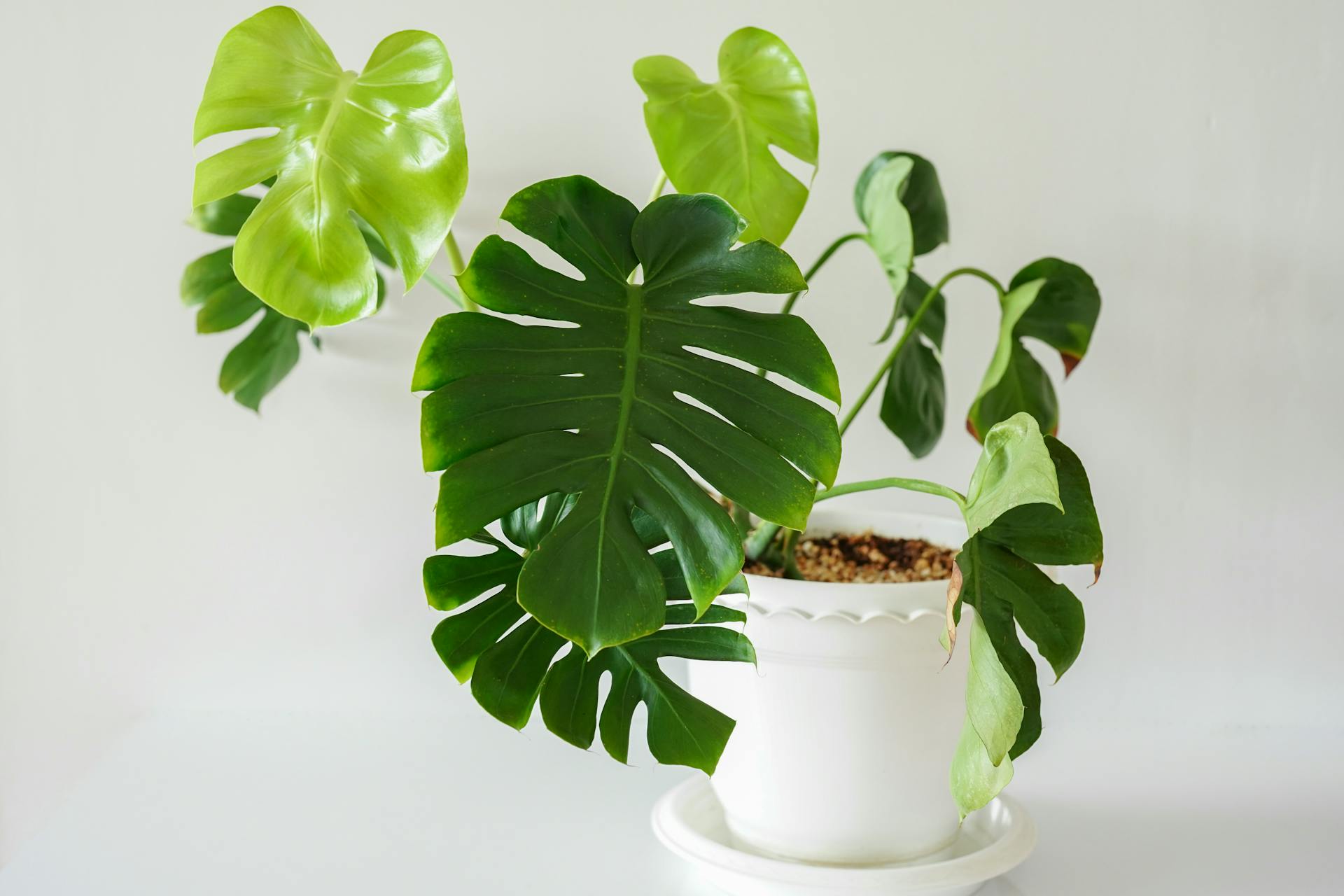 How to grow and care for a Monstera