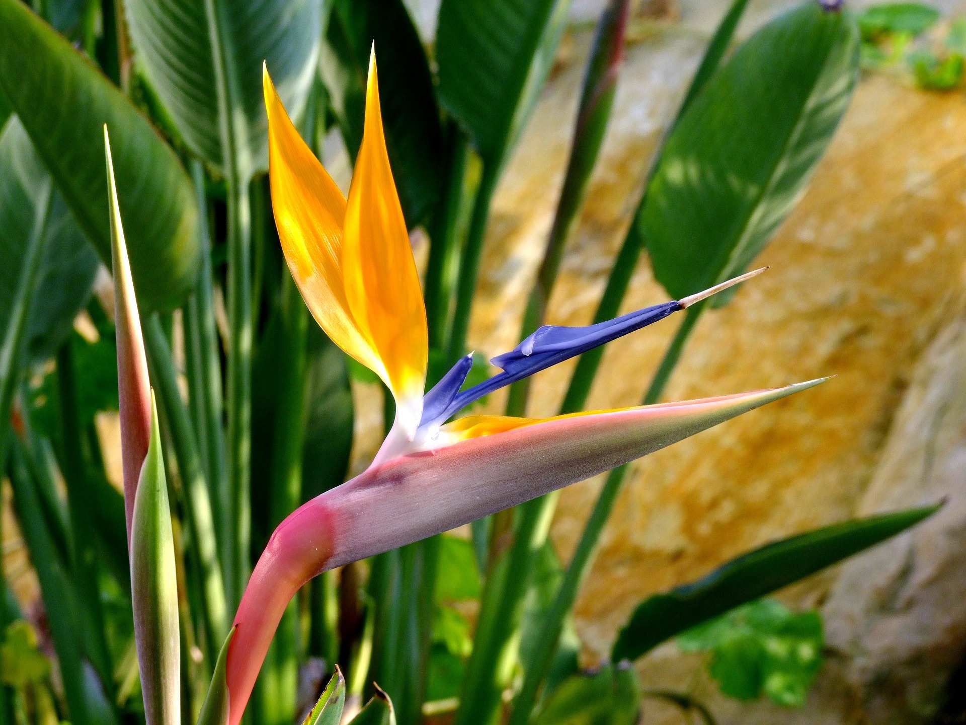 How to grow and care for Bird of Paradise